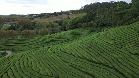 Drone footage hovering over lush tea fields, trees, and paths - Tea Plantation, Stock Footage 319855978