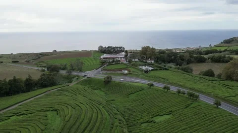 Drone footage hovering over lush tea fields, trees, and paths - Tea Plantation, Stock Footage 319856015