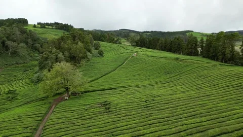 Drone footage hovering over lush tea fields, trees, and paths - Tea Plantation, Stock Footage 319856065