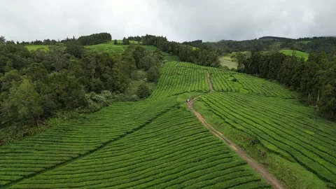 Drone footage hovering over lush tea fields, trees, and paths - Tea Plantation, Stock Footage 319856066