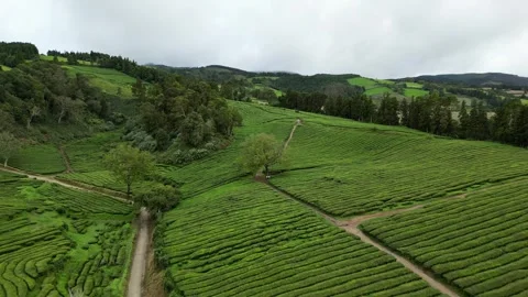 Drone footage hovering over lush tea fields, trees, and paths - Tea Plantation, Stock Footage 319856090