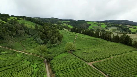 Drone footage hovering over lush tea fields, trees, and paths - Tea Plantation, Stock Footage 319856091