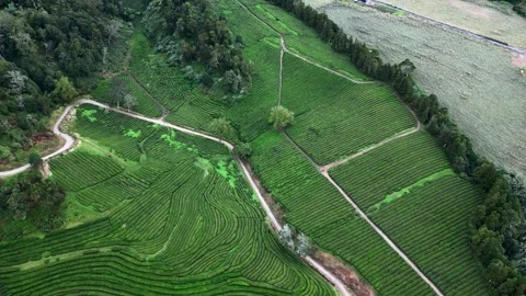 Drone footage hovering over lush tea fields, trees, and paths - Tea Plantation, Stock Footage 319856136