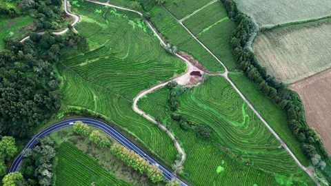 Drone footage hovering over lush tea fields, trees, and paths - Tea Plantation, Stock Footage 319856138