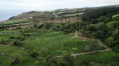 Drone footage hovering over lush tea fields, trees, and paths - Tea Plantation, Stock Footage 319856146