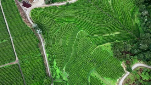 Drone footage hovering over lush tea fields, trees, and paths - Tea Plantation, Stock Footage 319856175