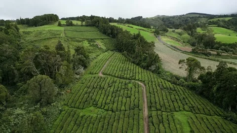 Drone footage hovering over lush tea fields, trees, and paths - Tea Plantation, Stock Footage 319856177