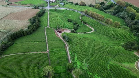 Drone footage hovering over lush tea fields, trees, and paths - Tea Plantation, Stock Footage 319856187