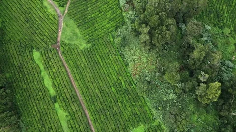 Drone footage hovering over lush tea fields, trees, and paths - Tea Plantation, Stock Footage 319856207