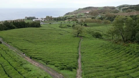 Drone footage hovering over lush tea fields, trees, and paths - Tea Plantation, Stock Footage 319856208