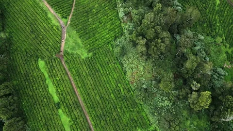 Drone footage hovering over lush tea fields, trees, and paths - Tea Plantation, Stock Footage 319856209