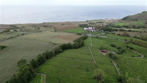 Drone footage hovering over lush tea fields, trees, and paths - Tea Plantation, Stock Footage 319856210