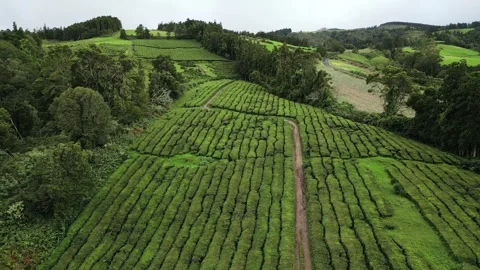 Drone footage hovering over lush tea fields, trees, and paths - Tea Plantation, Stock Footage 319856213
