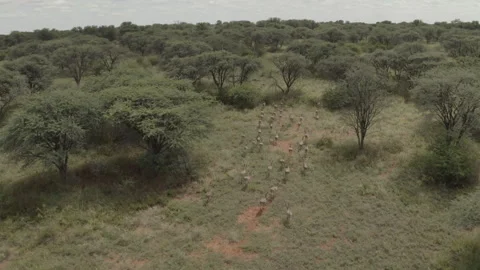 Drone Footage of Impala Running Through Trees Stock Footage 304102980