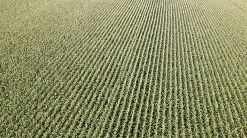 Drone footage of a large cornfield - the corn is blooming Stock Footage 170760774