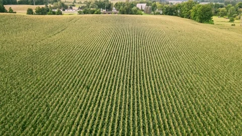 Drone footage of a large cornfield - the corn is blooming Stock Footage 170760820