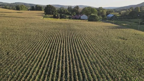 Drone footage of a large cornfield - the corn is blooming Stock Footage 170761186