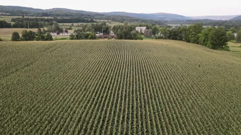 Drone footage of a large cornfield - the corn is blooming Stock Footage 170764291