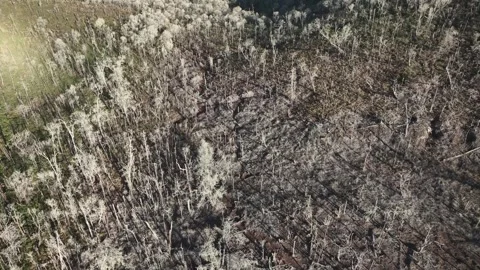 Drone Footage of Leafless White Tree in Ciwidey Crater Stock Footage 314096352