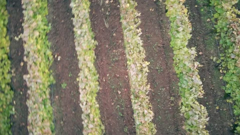 Drone Footage looking down and spinning over a wine vineyard Stock Footage 144358350