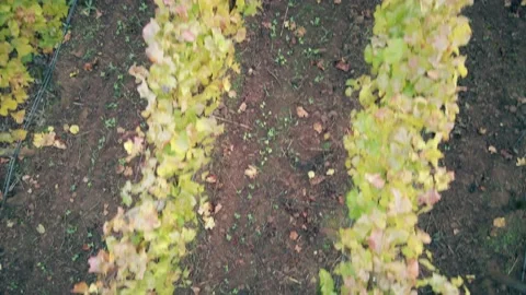 Drone Footage looking down and rotating over wine vineyard rows Stock Footage 144358395
