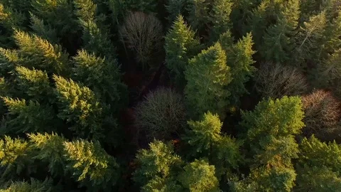 Drone footage looking down over a coniferous forest Stock Footage 93781350