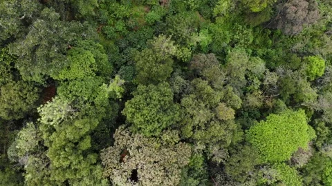 Drone Footage of Lush Green Evergreen Forest Stock Footage