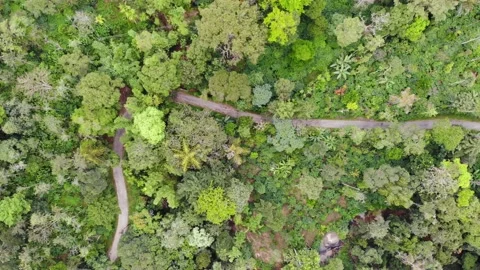 Drone Footage of Lush Green Forests in Coorg (Karnataka, India) Stock Footage