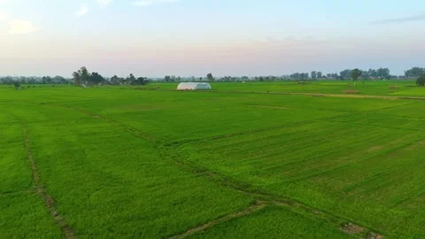 Drone footage of mist rolling off green fields as sun rises. Stock Footage 310937622