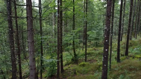 Drone footage on the move through a forest, mountain landscape on a cloudy day. Stock Footage 294343154