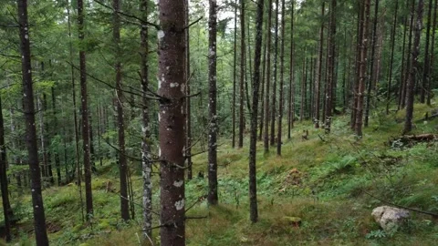 Drone footage on the move through a forest, mountain landscape on a cloudy day. Stock Footage 294345431