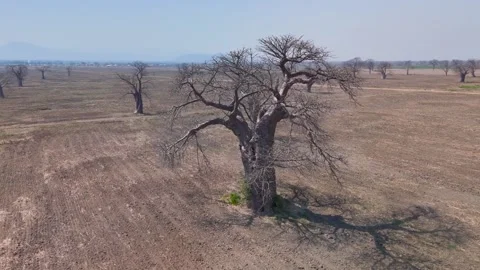 Drone footage moving over an arid area dotted with baobab trees in Malawi Stock Footage 334710736
