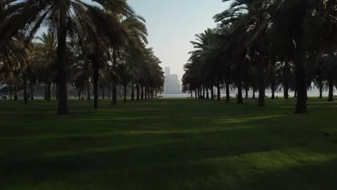 Drone Footage: Moving within Dates Tree Stock Footage 324520961