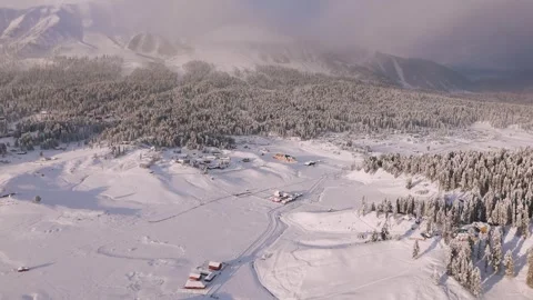 Drone footage of mystical pine trees surrounded by untouched snow fields. Stock Footage 311947331