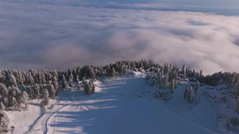 Drone footage of mystical pine trees surrounded by untouched snow fields. Stock Footage 311947407