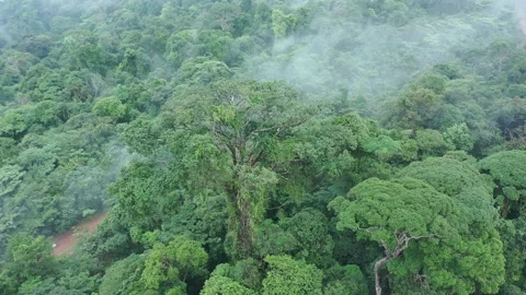Drone Footage Orbiting Emergent Tree in Tropical Rainforest Stock Footage 313494317