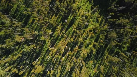 Drone footage over deep green forest Stock Footage 105274958
