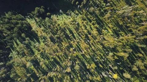 Drone footage over deep green forest Stock Footage 105274970