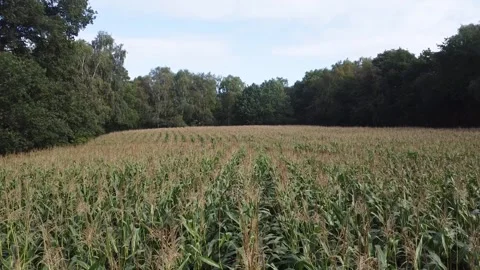 Drone footage over maize corn field Stock Footage 251641461