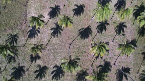 Drone footage over palm trees on green hills and many Paragliers flying in the s 스톡 동영상 242243645