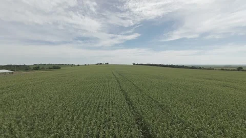 Drone Footage Over Vast Corn Crops in Rural Area Stock Footage 309939848