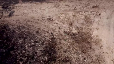 Drone footage in a pine forest after a forest fire 스톡 동영상 206485876