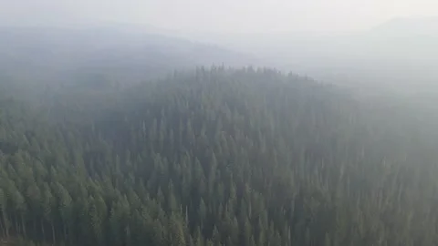 Drone Footage of Pine Forest in Oregon with Wildfire Smoke Stock Footage 213292741