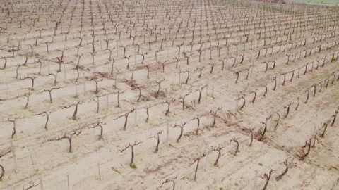 Drone footage of a plot of land with vines, during the unproductive time of the Vídeos de archivo 223206250