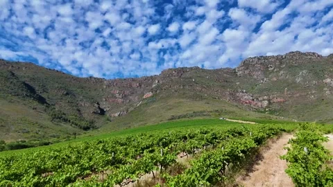 Drone footage reveals the stunning patchwork of vineyards against dramatic Stock Footage 310922454