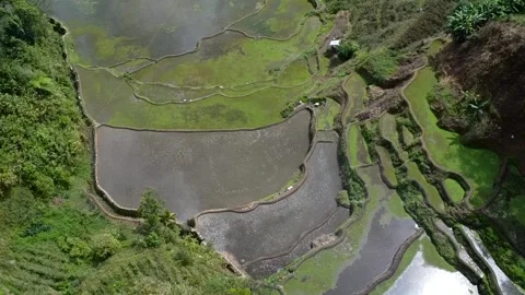 Drone footage of the rice fields  and rice terraces on the mountain side Stock Footage 222254435