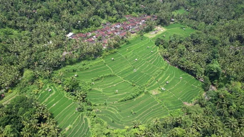 Drone footage of rice fields and traditional Balinese village. Video stock 285980616
