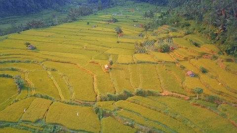 Drone footage of ric`e fields Stock Footage 94150558