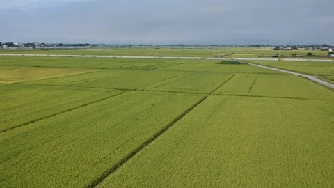 Drone footage of rice fields Stock Footage 94864979