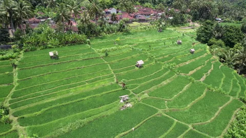 Drone footage of rice fields. Surroundings of Manggis, Bali, Indonesia. Stock Footage 285981604
